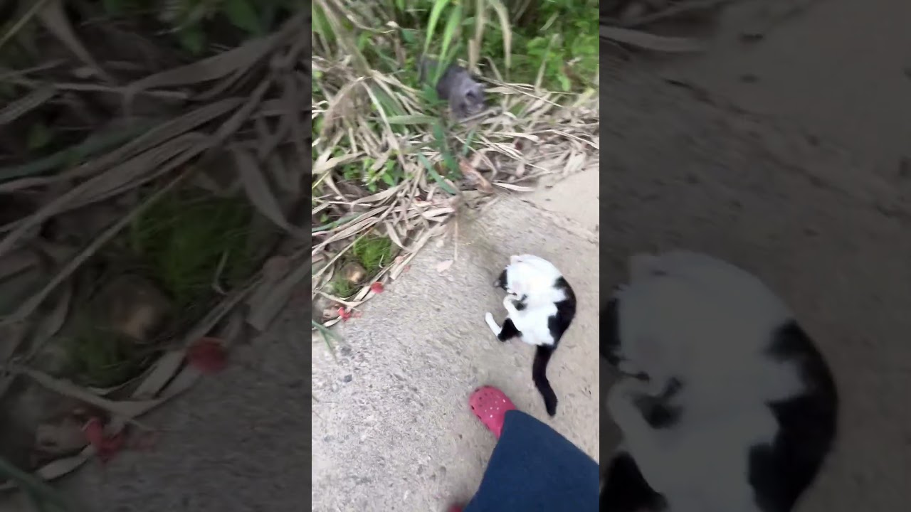 犬猫散歩　ハチワレ　ロシアンブルー　茶白　パピヨン　保護猫￼