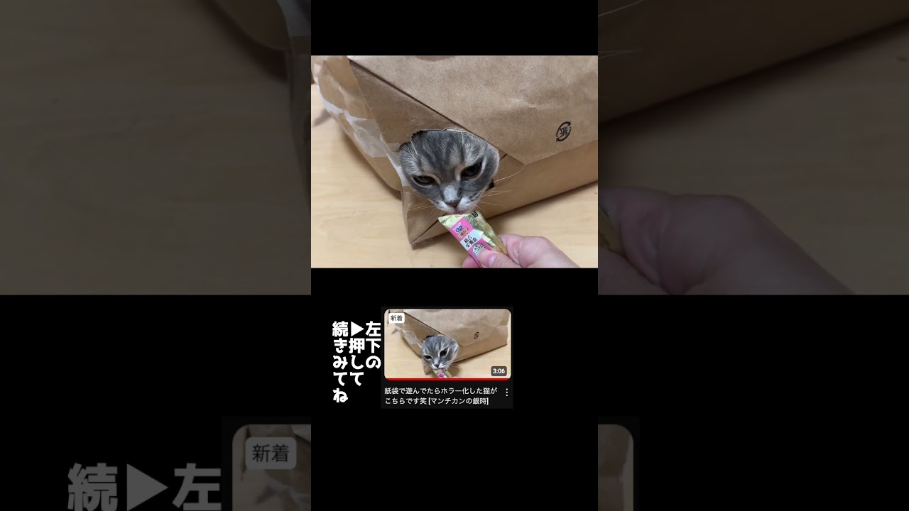 ホラー映画のシャイニングみたいになる猫　#マンチカン