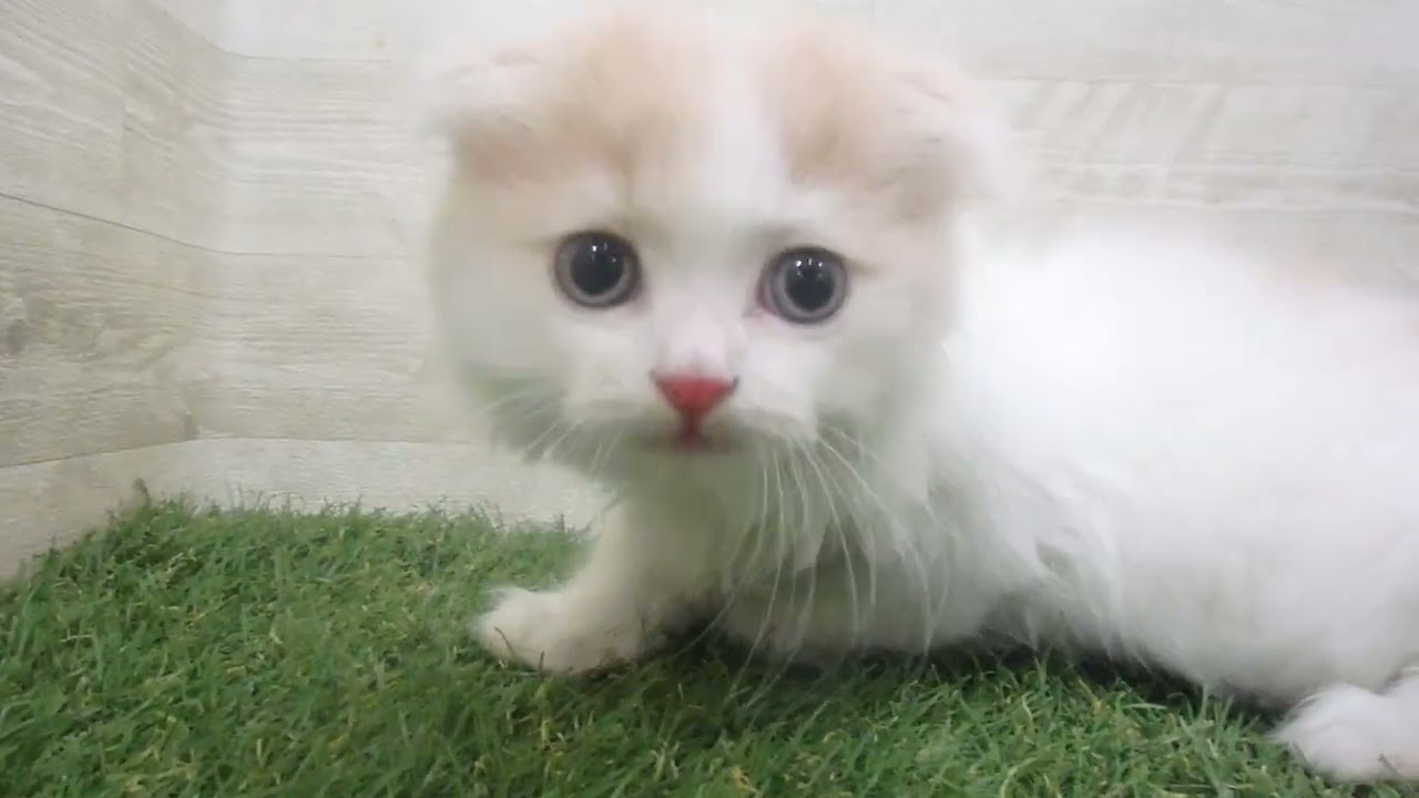 Coo&RIKU　No00691833 スコティッシュフォールド