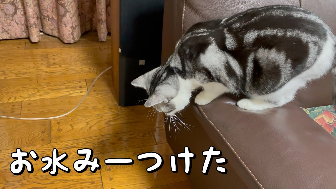 水の飲み方が可愛い猫【アメリカンショートヘア】