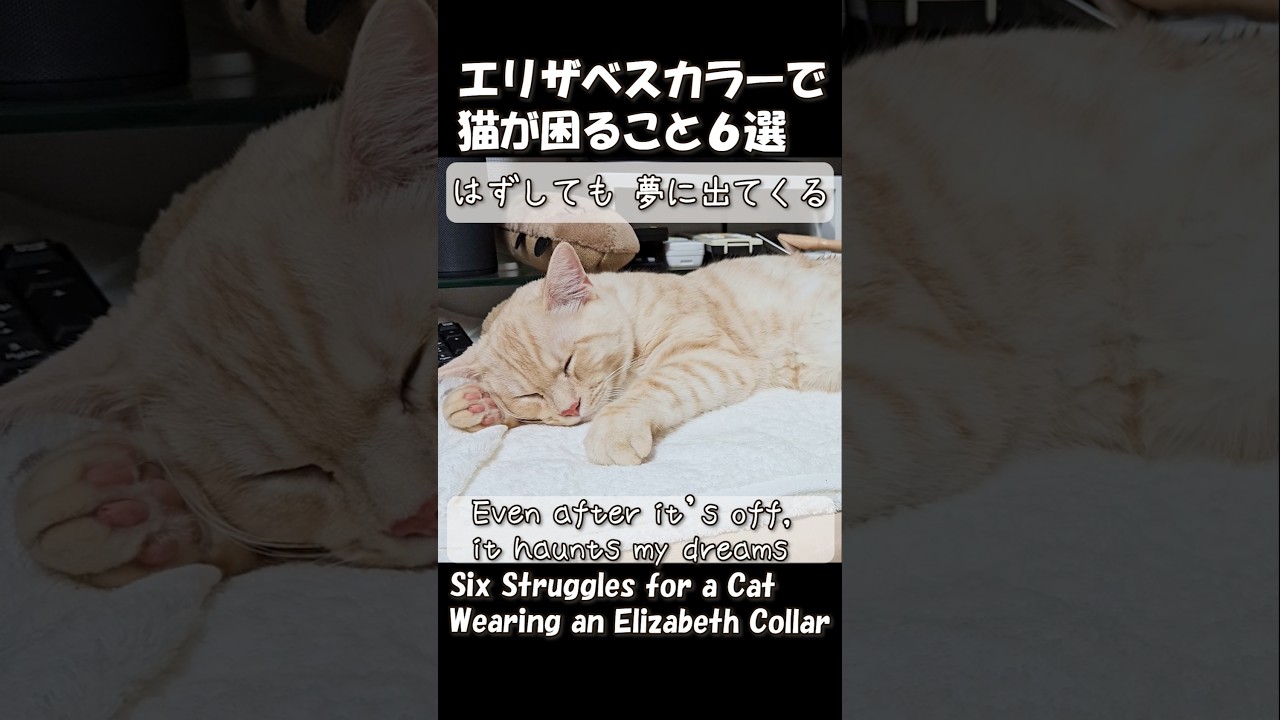 エリザベスカラーで猫が困る6選｜Six Struggles for a Cat Wearing an Elizabeth Collarl #shorts #cat #ジェネッタ#子猫 #ねこ