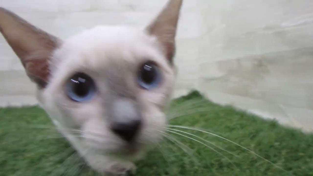 Coo&RIKU　No00691704 トンキニーズ