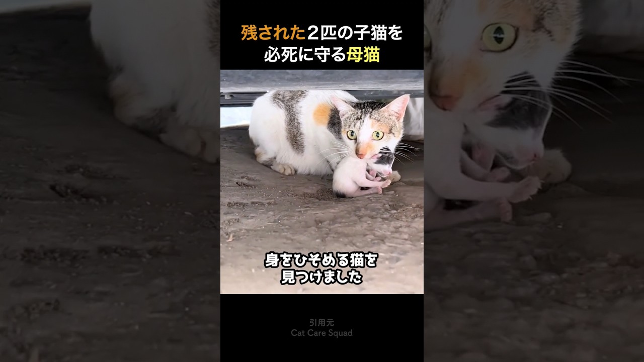 子どもを奪われた母猫