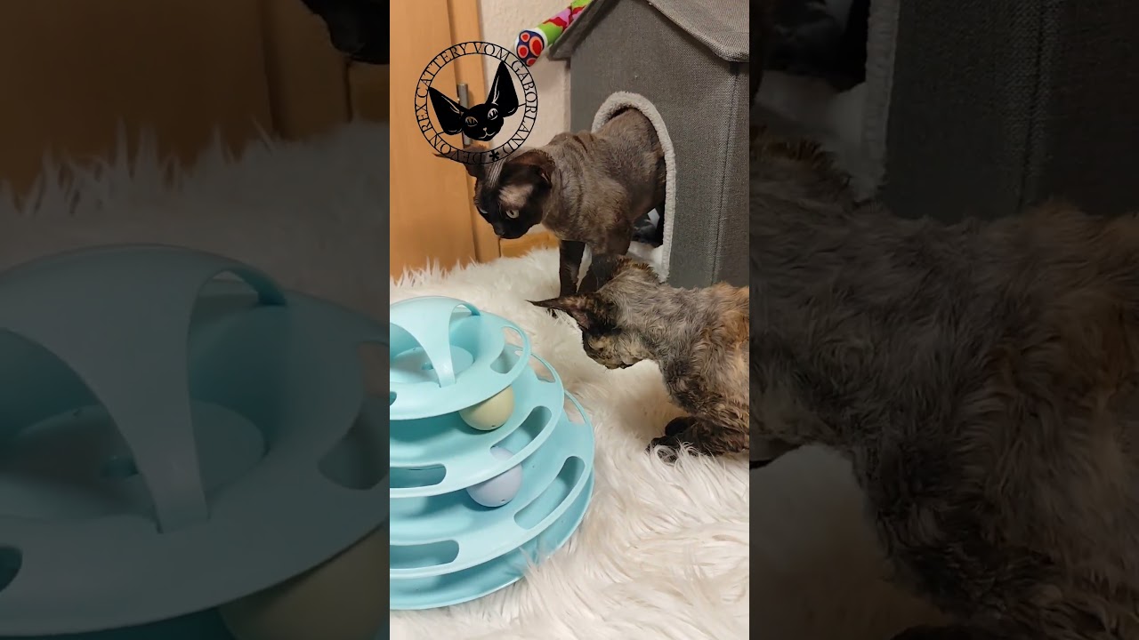 Devon Rex Cats #devonrex #cat #catlover #catfunny #kitten #pets #cute #cutecat #nrw