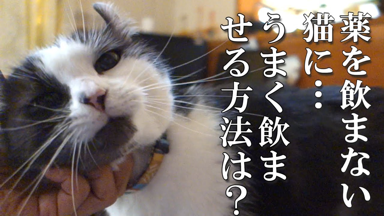 猫に薬を飲ませる方法は？猫と飼い主の闘い…