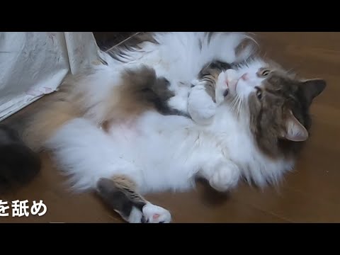 びっくり〜アクロバティックに毛繕いをする猫