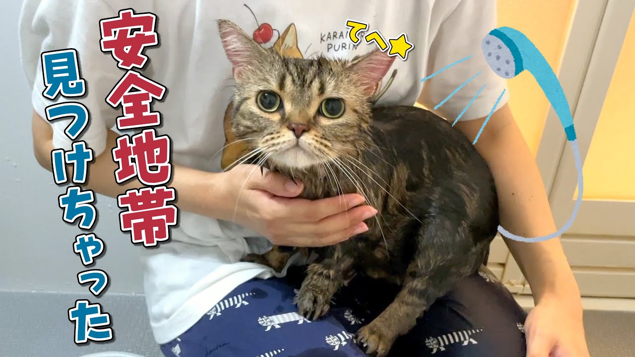 大嫌いなシャンプー中に膝の上で甘えてくる猫が可愛すぎて困りましたw