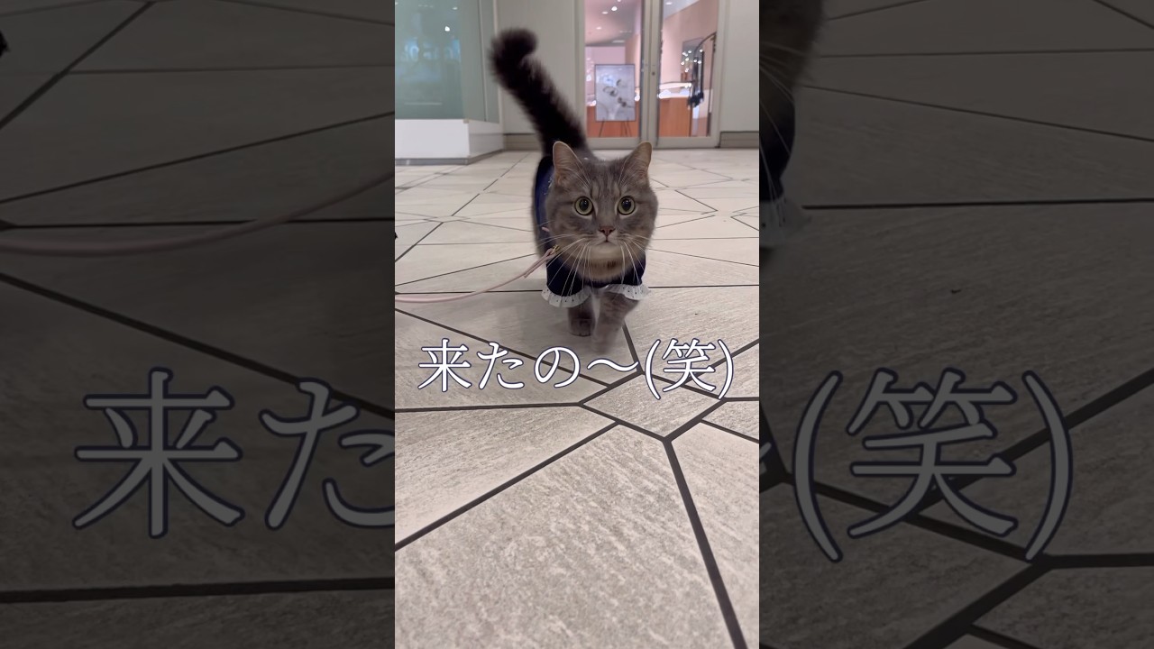 【感動】お散歩中の猫を呼んだ結果...#shorts #猫 #マンチカン