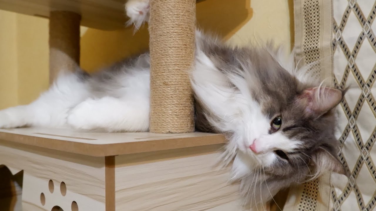 【走り回る‼︎】テンション爆上がりで暴れ回るノルウェージャンフォレストキャットwww