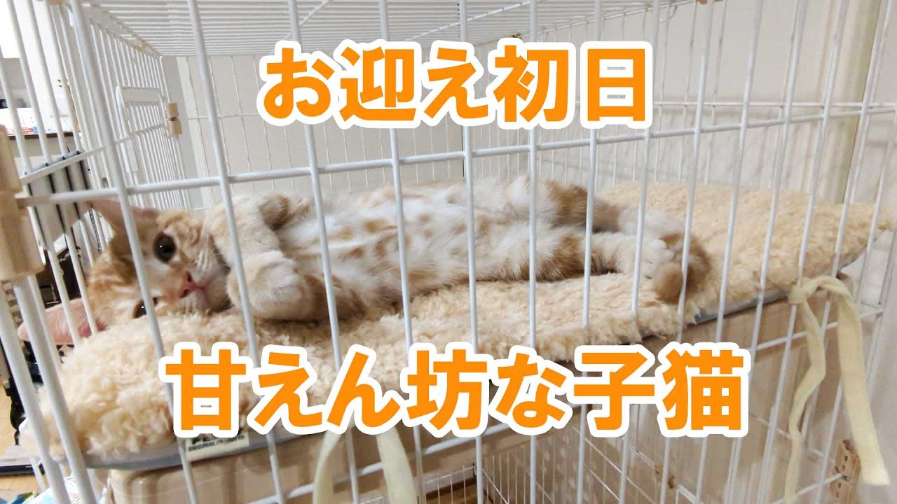 お迎え初日からとっても甘えん坊なアメリカンカールの男の子#4