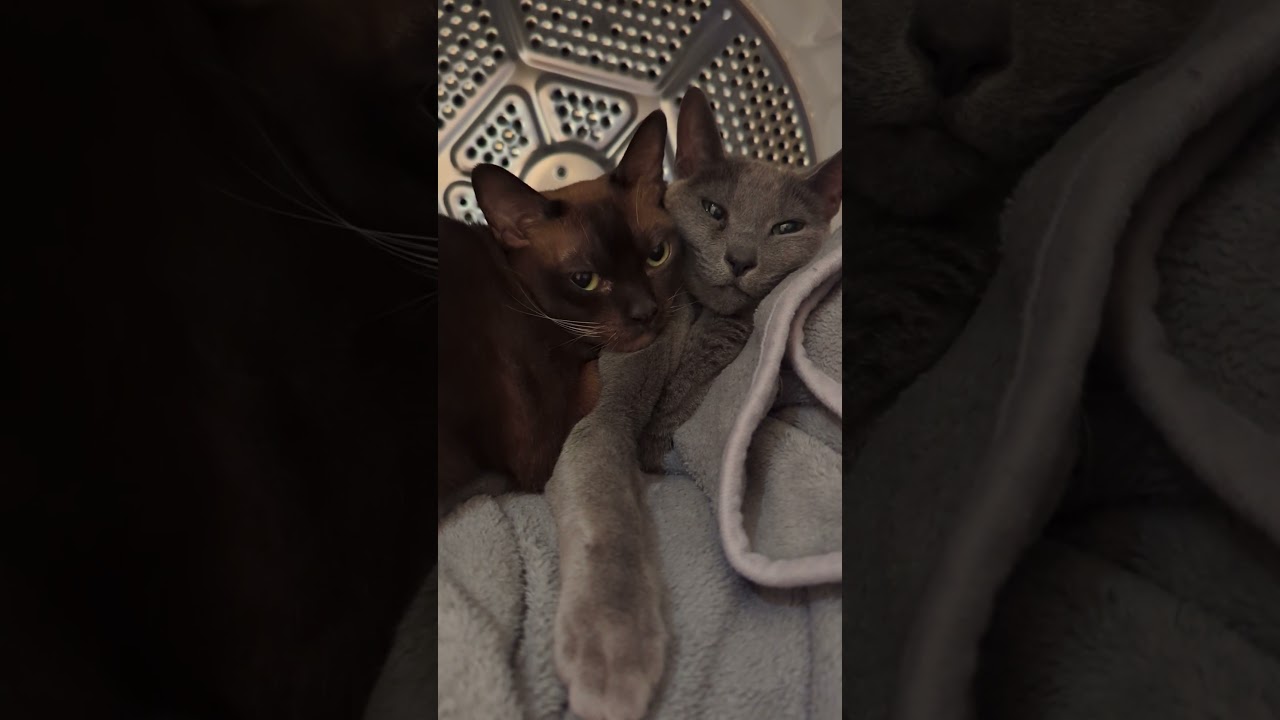 Cats in their favorite place