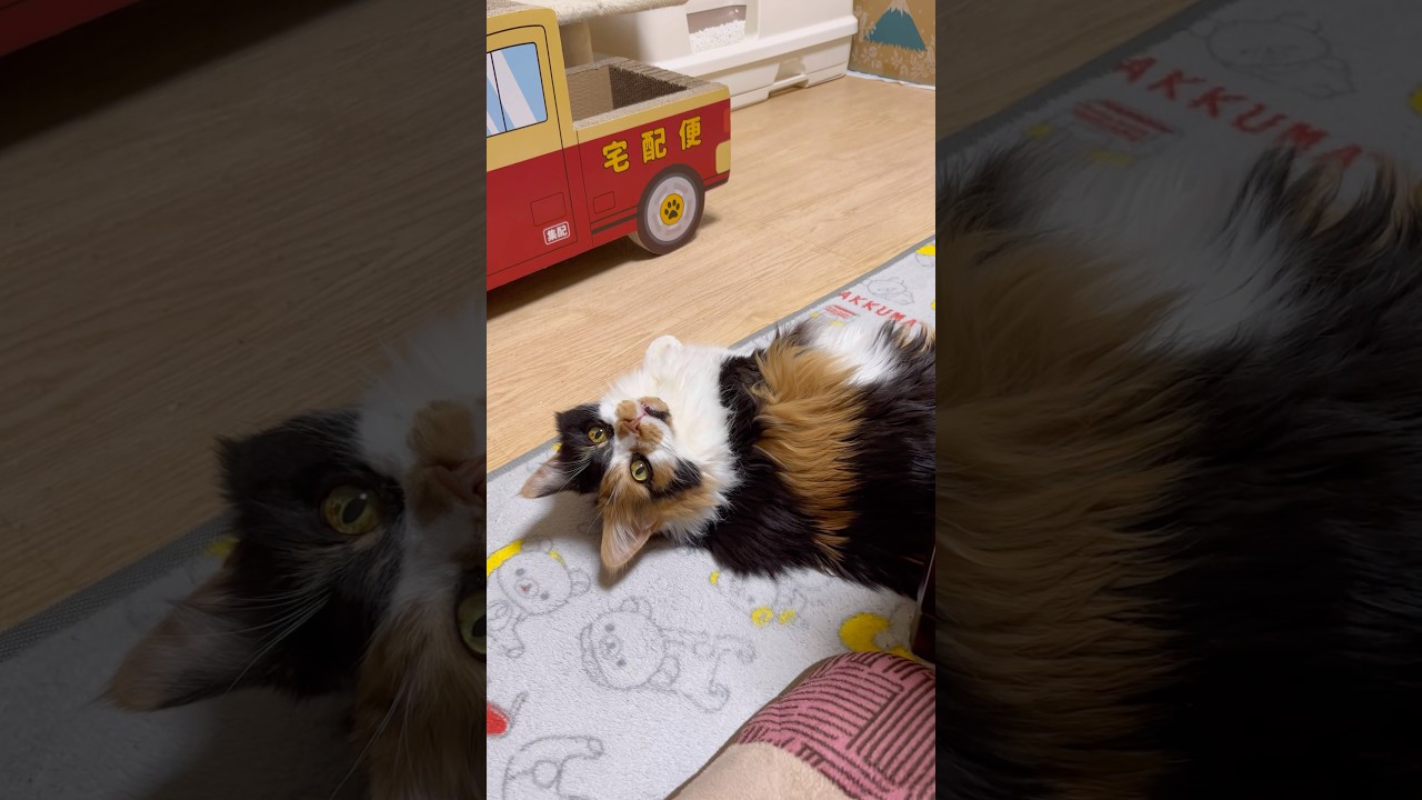 耳が後ろにぴこっと動くパンク【メインクーン】
