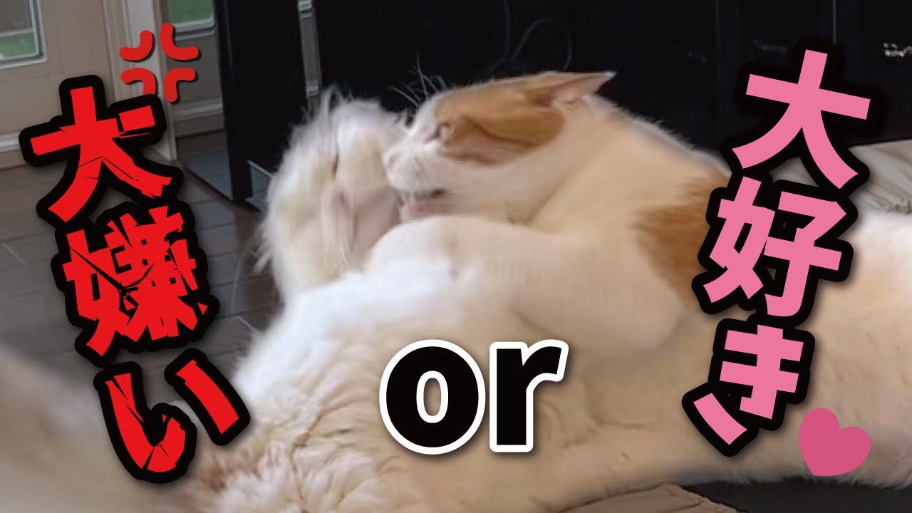 【問題】このサムネは大好きで抱きついている or 大嫌いでケンカしている？【関西弁でしゃべる猫】【猫アテレコ】