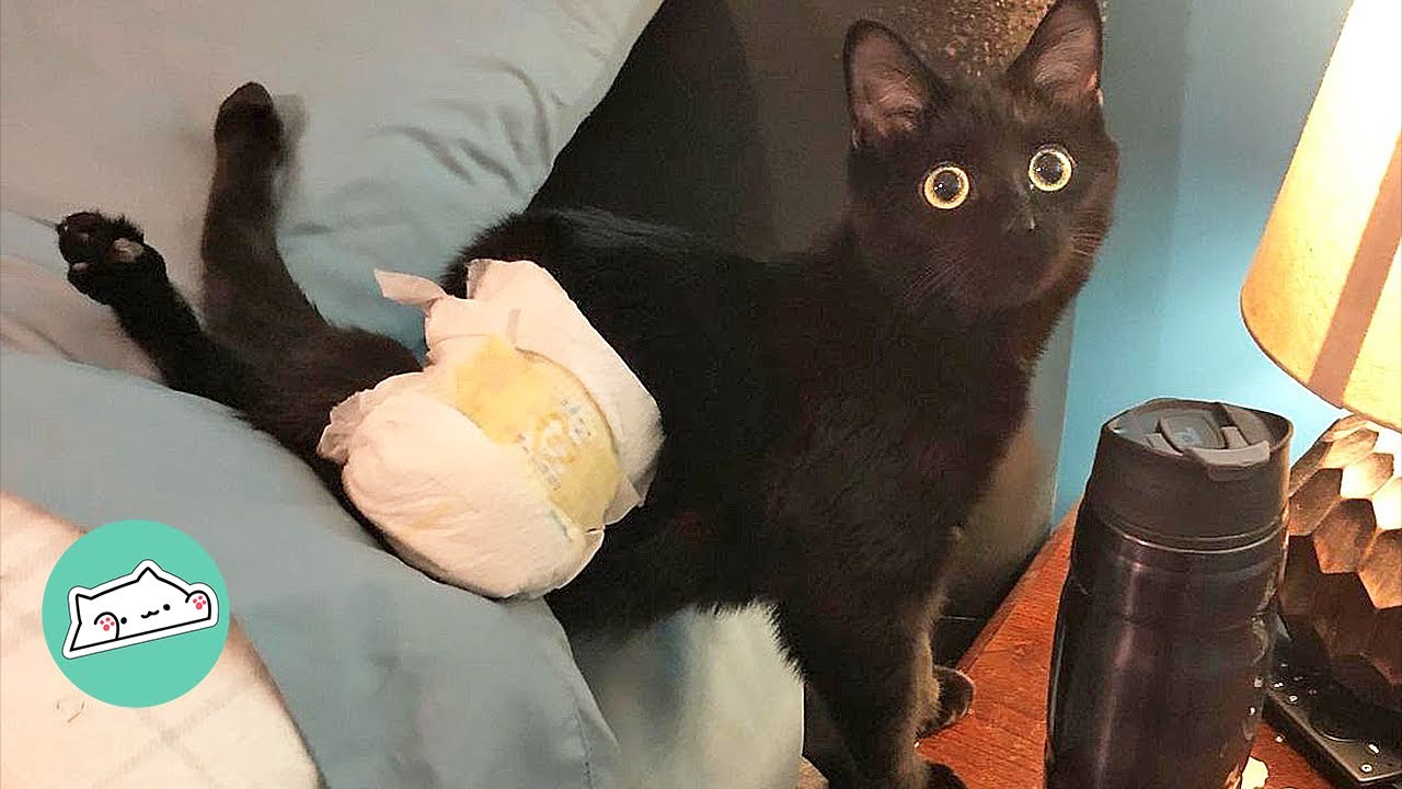 Rescue Manx Cat Surprises Family With His Character | Cuddle Buddies