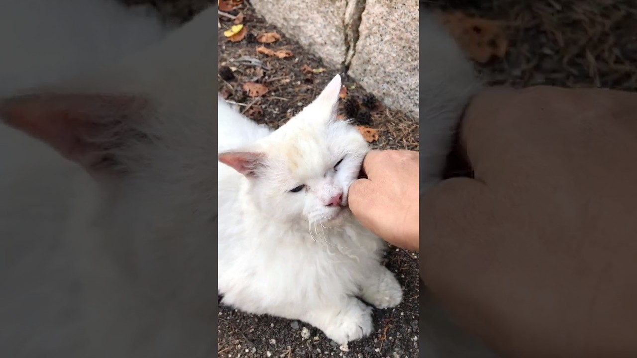 存在感あるふわふわ巻き毛の猫種セルカークレックスが超人懐っこい #Shorts