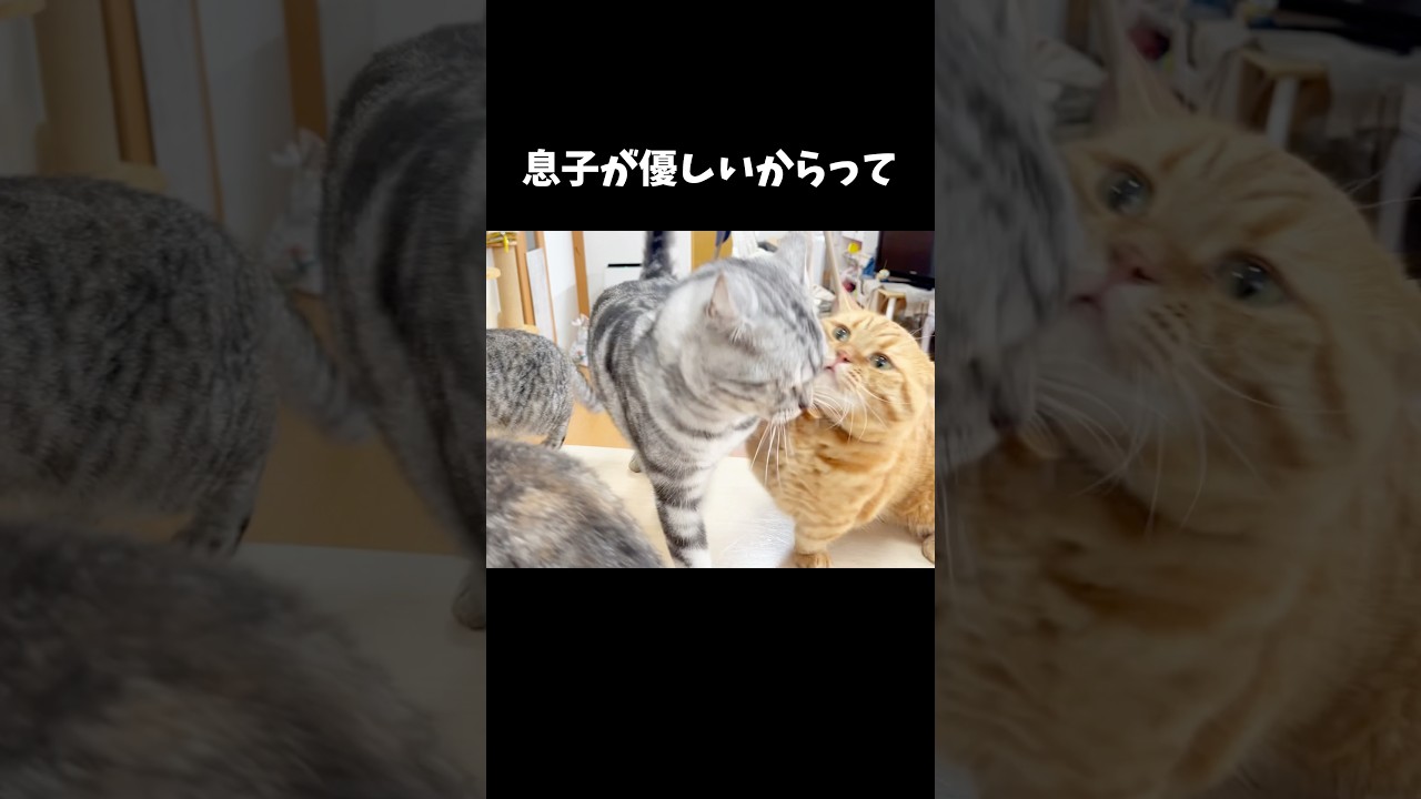 息子が優しいからって... #猫 #マンチカン #shorts