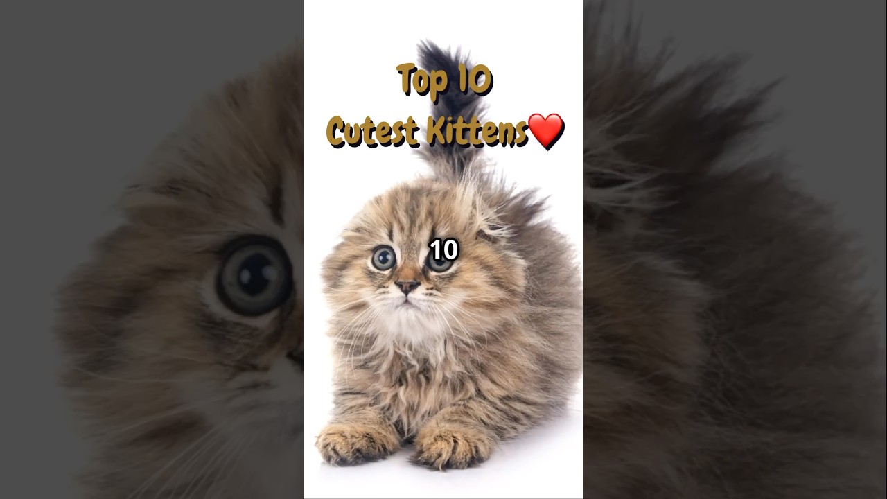 Top 10 MOST Adorable Kittens!🐱💖#cats #cat #shorts #cute