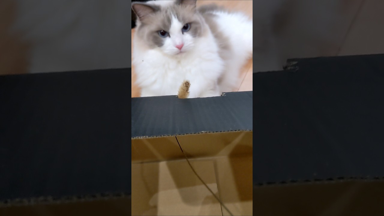 シャオルの日常②#ねこ #猫 #ラグドール