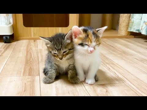 急に電池が切れた二匹の子猫