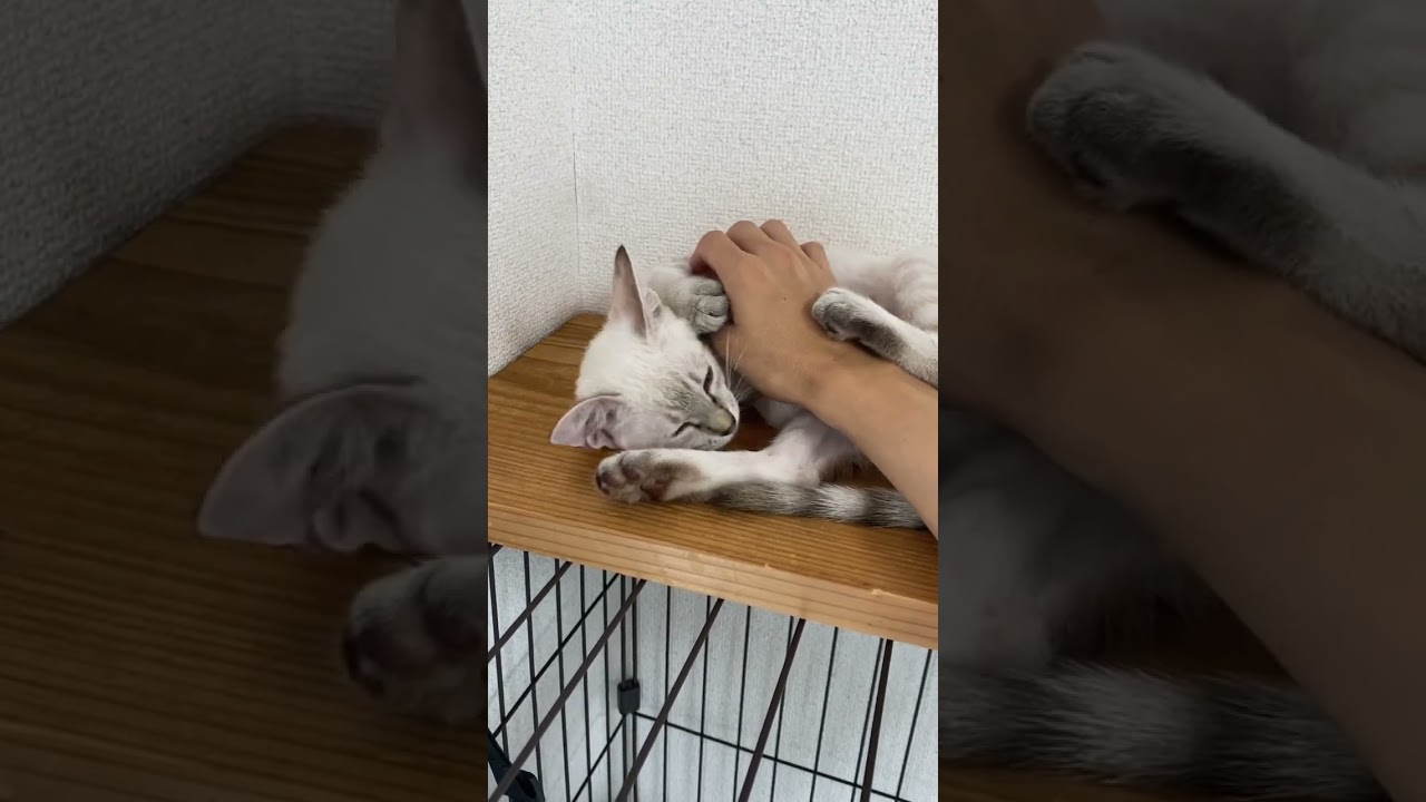 今日も朝から眠いです　#元保護猫　#シャムトラ　#シャムミックス　#cat #猫耳 #kitten #シャムmix  #子猫 #猫耳