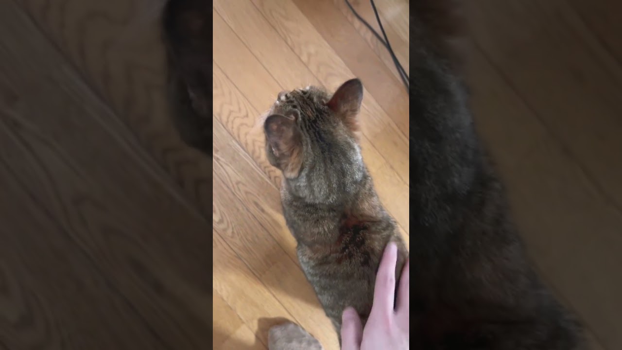 ドア開けてくれるまで訴え続けるマン #shorts #猫