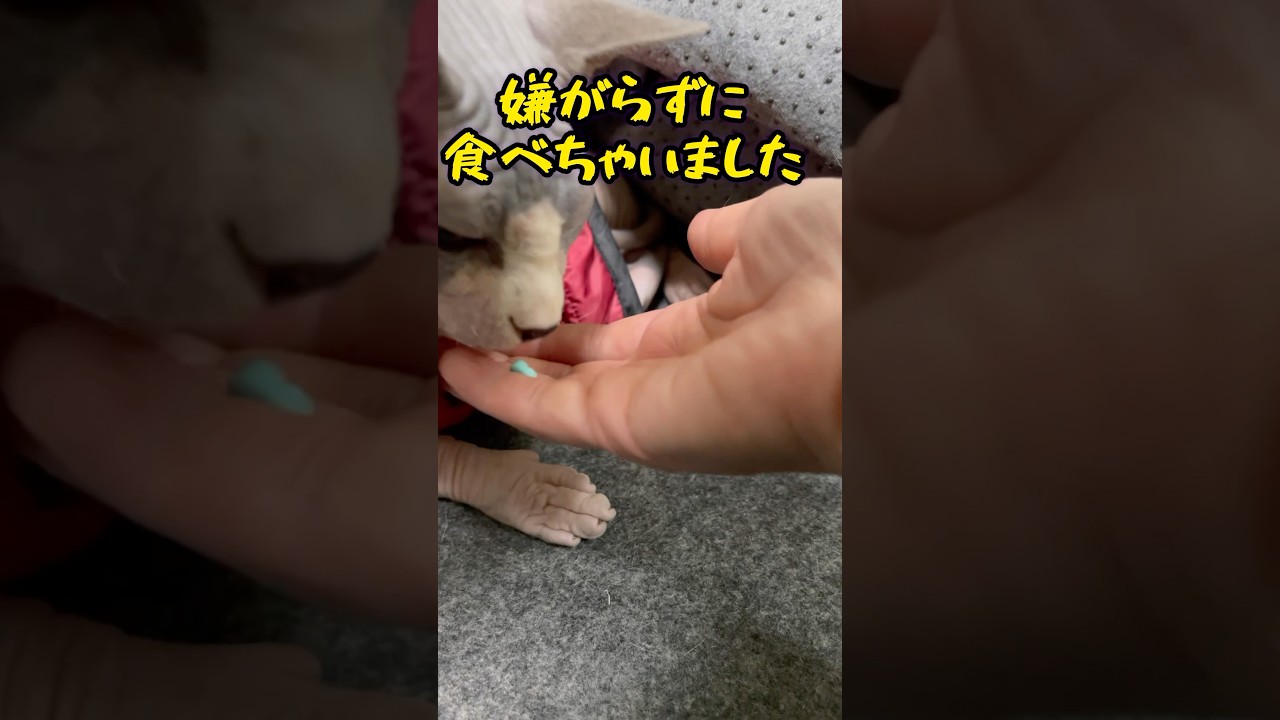 可愛いくておりこうなスフィンクス猫チャイさんです#shorts#cat #猫 #sphynx