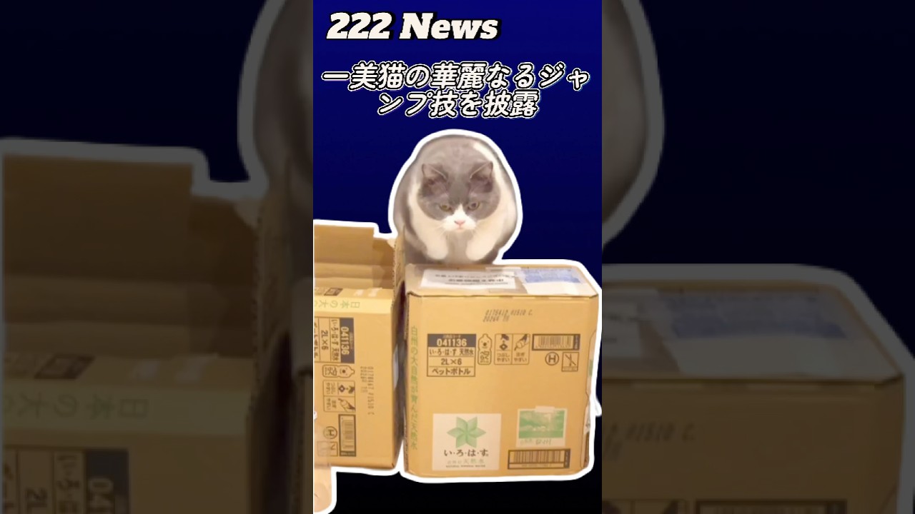 【日本一美猫お出迎🐈‍⬛】まるちゃん疾風伝#お出迎え #猫 #お出迎え猫 #お出迎えニャンコ #かわいい #ブリティッシュショートヘアー #cat #cutecat