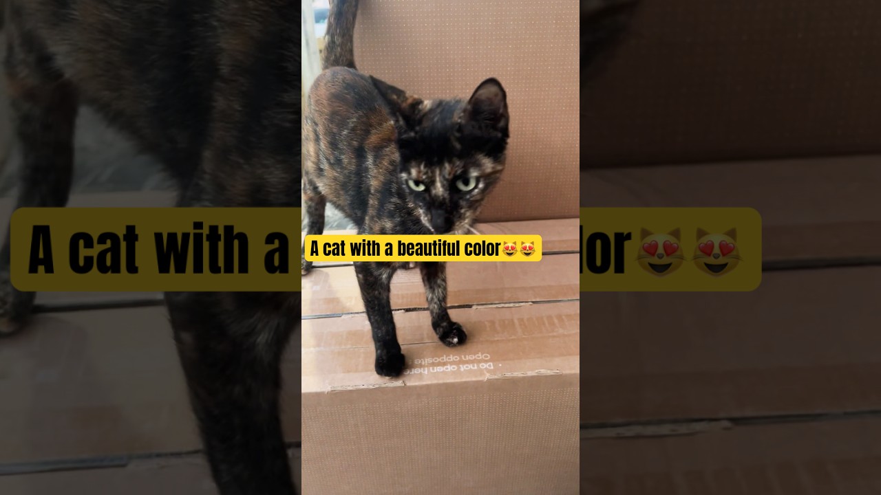 Adorable Black and Brown Cat: A Must-See!😻