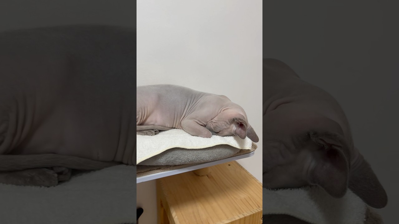 毛のない猫のごめん寝【スフィンクス猫】