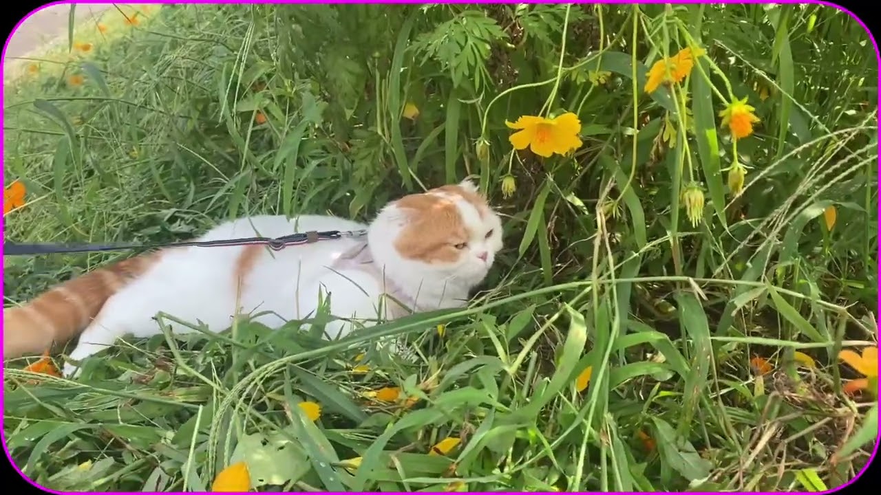 スコティッシュねこの🐱マリオより❤️秋ですね💕