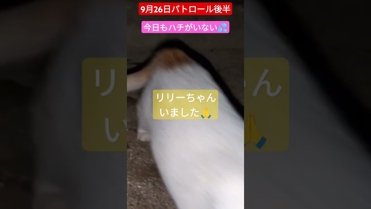 【9月26日パトロール後半】ハチがまた居ない(T_T)さみしい猫食堂