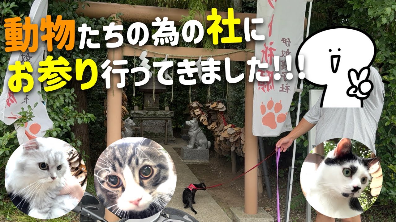 猫6匹全員を連れて座間神社の伊奴寝子社にお参りしてきました【#多頭飼い】