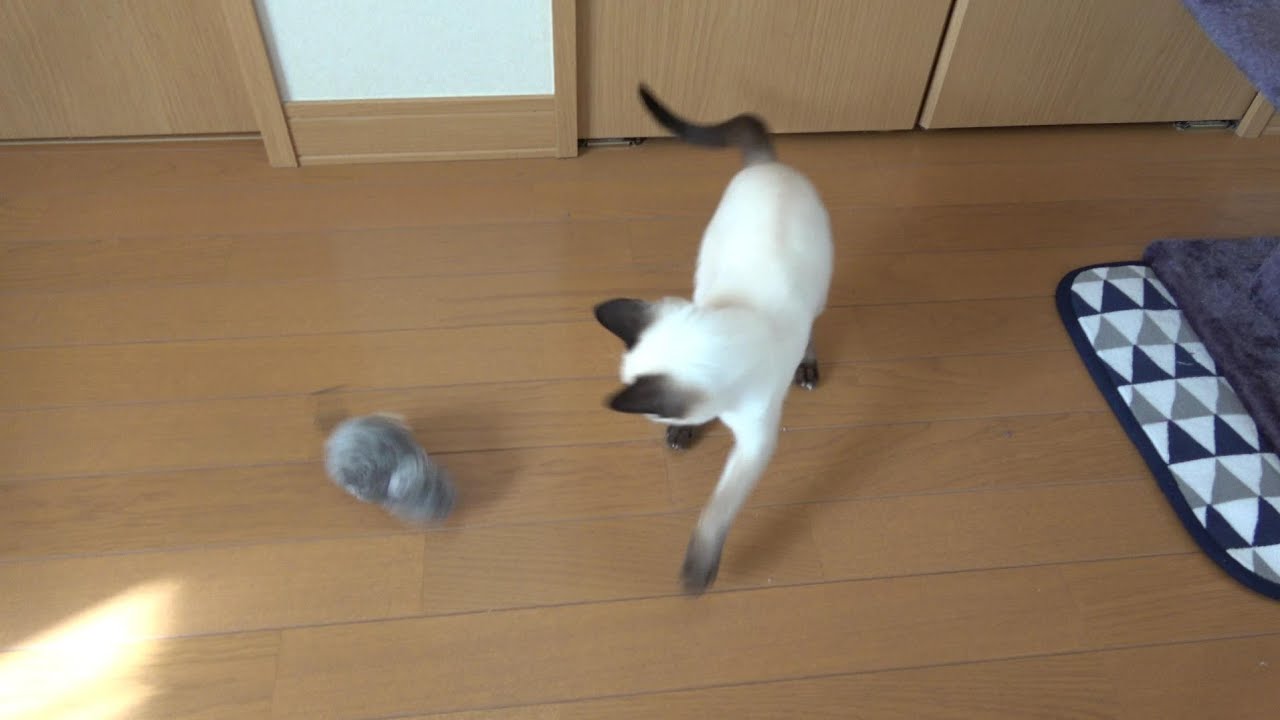 ネズミを捕獲して喜ぶシャム子猫🐭
