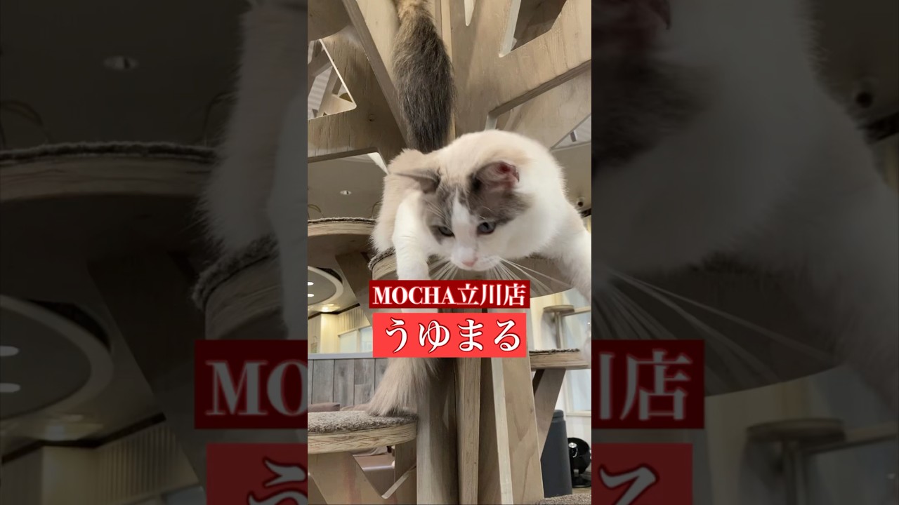 🐱うゆまる🐱　(ラグドール♂)　猫カフェMOCHA立川店　2024/9/4 撮影分　　#日替わり猫カフェにゃんこ