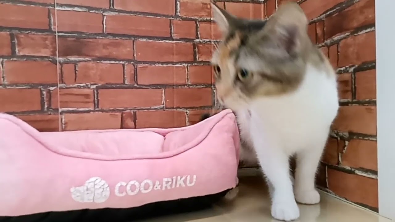 690429 アメリカンカール