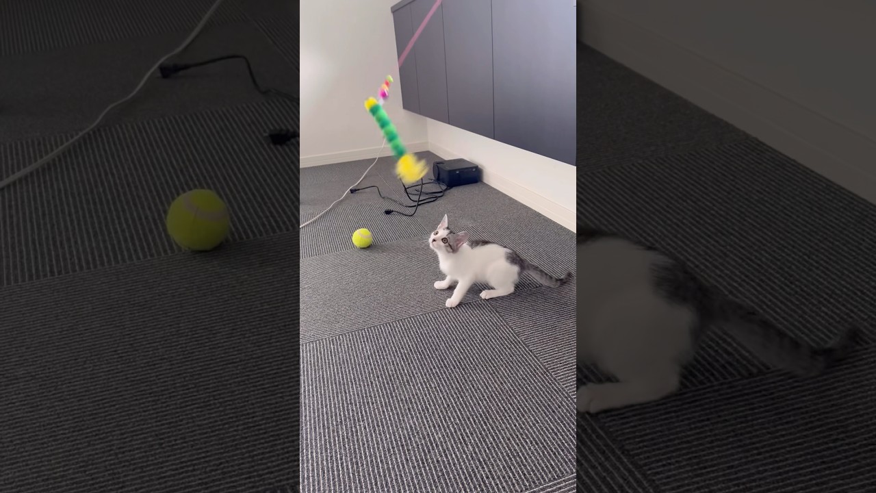 跳び回る子猫#子猫 #保護猫 #捨て猫
