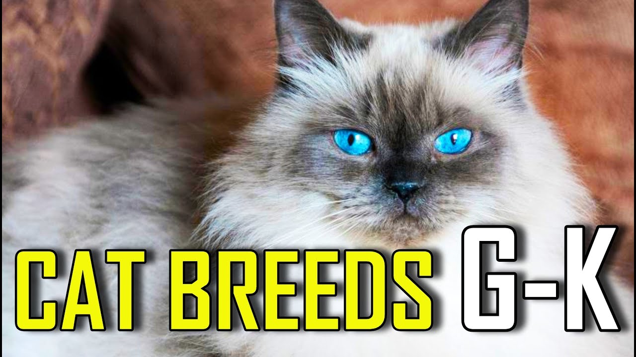 CAT BREEDS - List of cat breeds that start with G - K