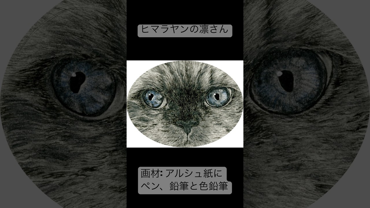 ヒマラヤンの凛ちゃんさんを描いた #ペン画 #ヒマラヤン #かわいい猫 青い目の #himalayan