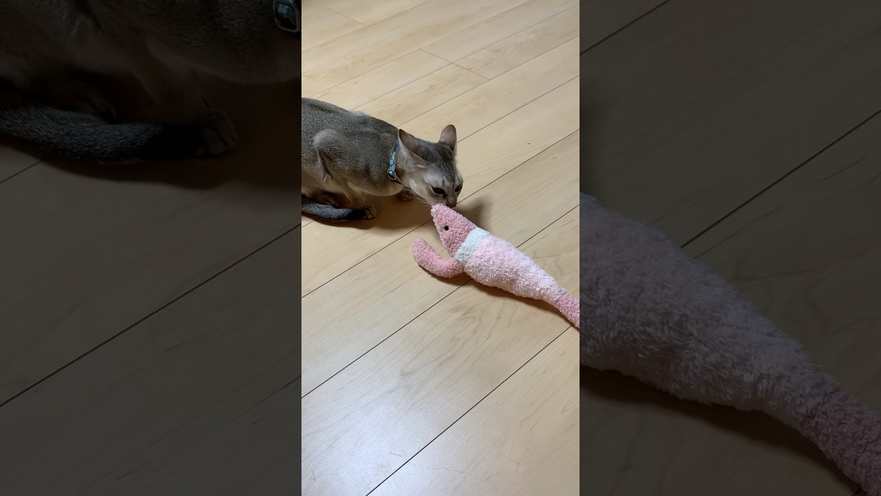 兄者、おめでとう！　#シンガプーラ　#猫のいるくらし