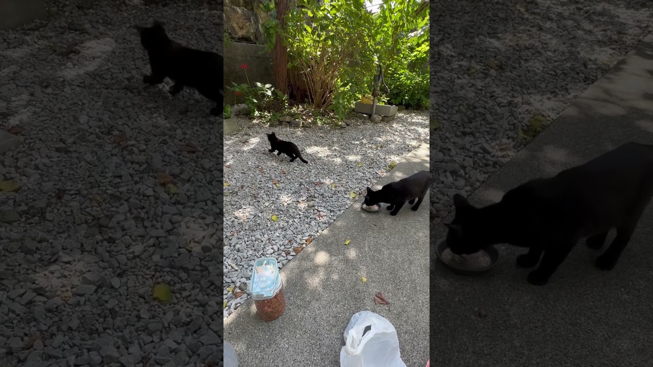 9/23自転車で来た猫おばさん女中④炭治郎、パトラ、黒子猫#shorts #賢殿