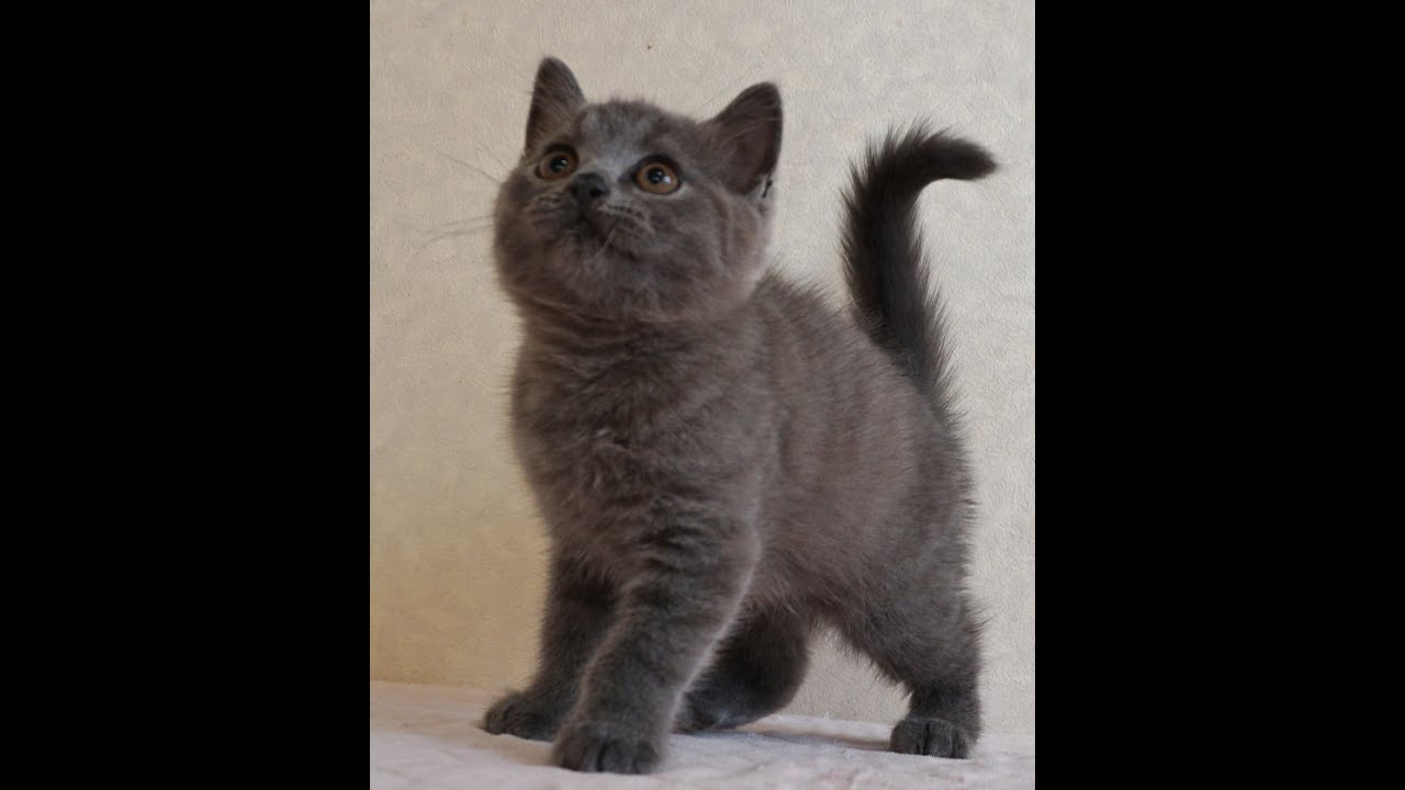 ブリティッシュショートヘアー子猫　British Shorthair　2024.7.5産まれ　ブルー　女の子　シーダキャット猫のお店