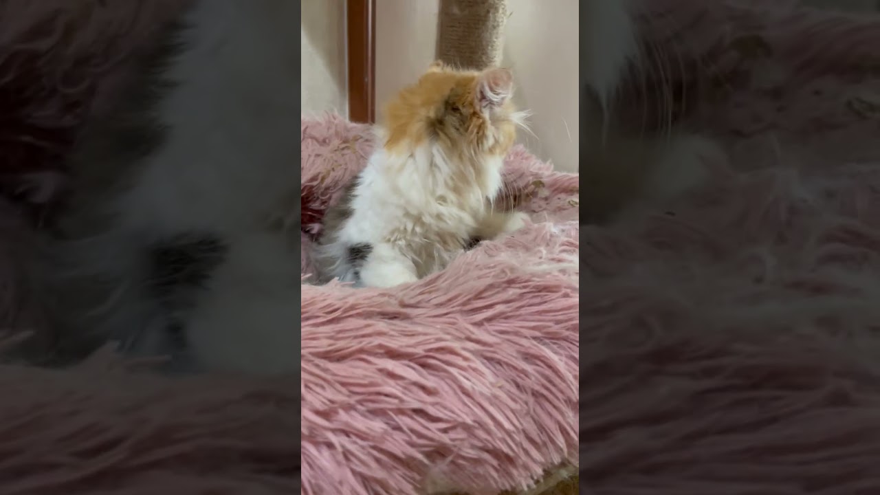 スコティッシュフォールド とてもゴージャスなロングの耳立ちの女の子です。シャンプーも嫌がることなくやらせてくれます。