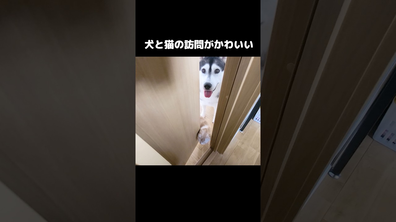 犬と猫の訪問が可愛すぎる...笑#shorts