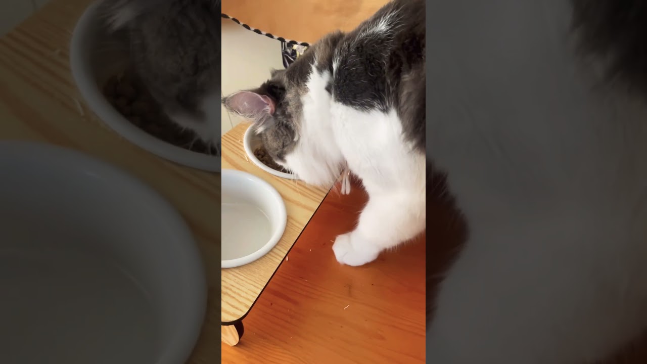 ササミを催促する猫#ノルウェージャンフォレストキャット#猫のいる暮らし #猫のごはん