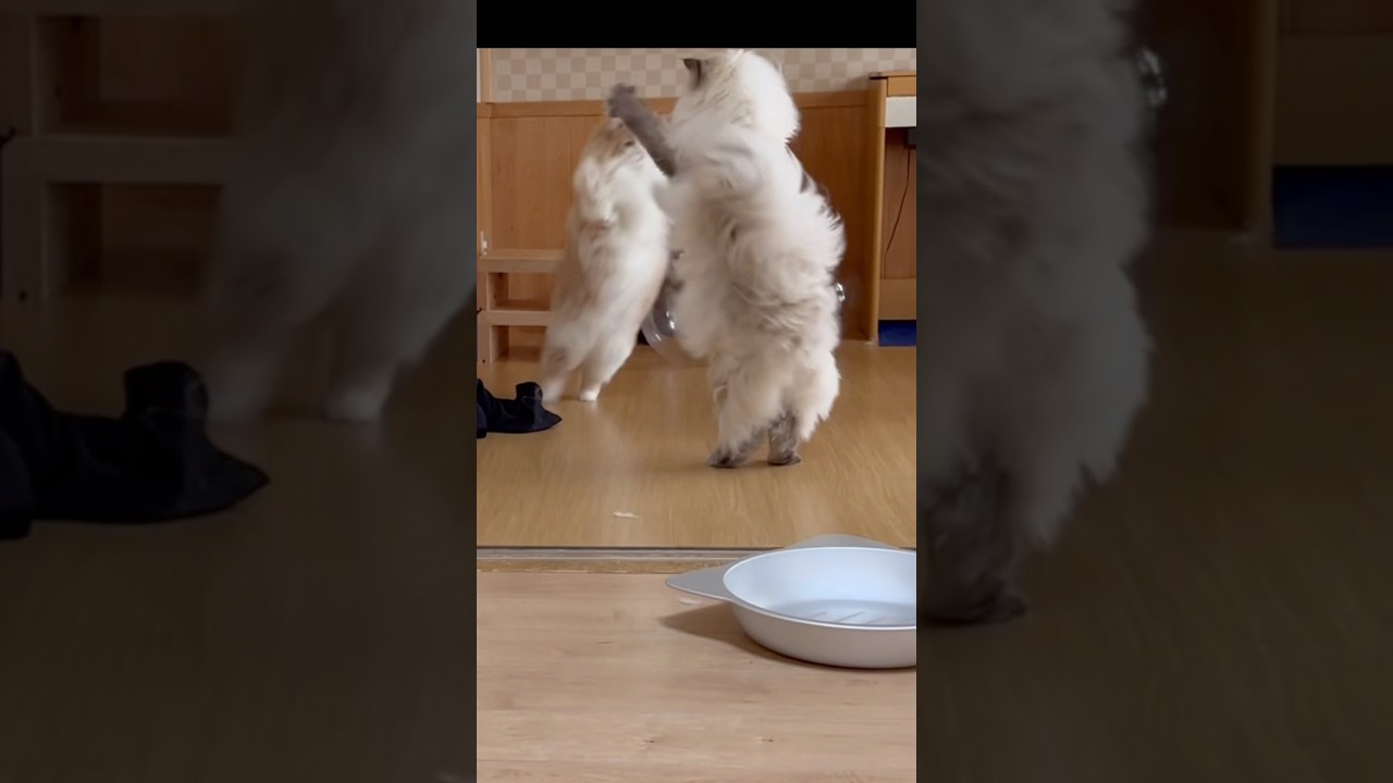 こんな大きい猫に勝てるわけない　オラオラなボス猫　サイベリアン