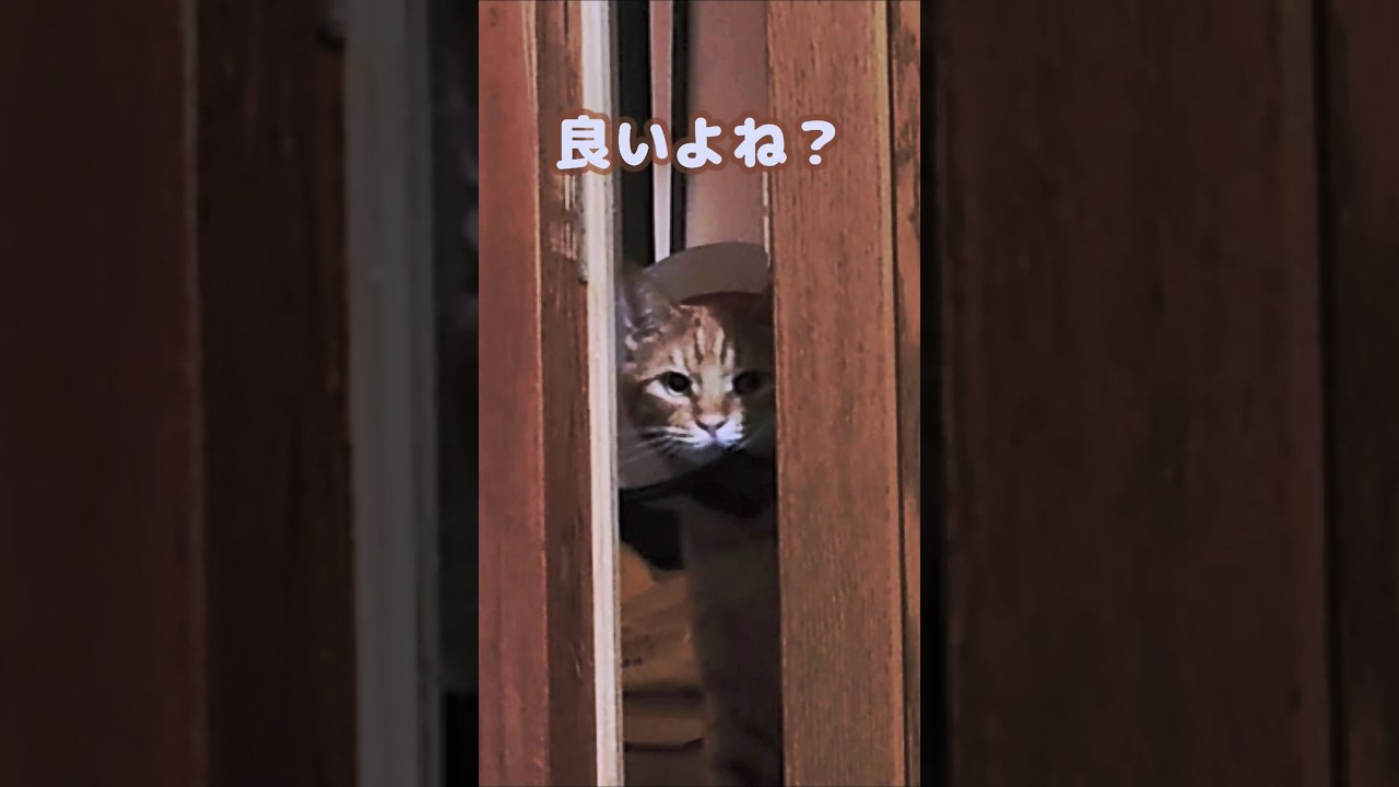 カラーが邪魔すぎ #cat #茶トラ猫 #元野良猫 #シャム猫 #保護猫 #俺っちのちくわ
