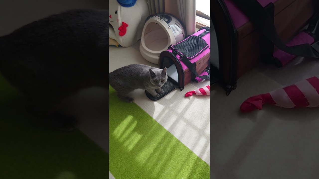 【猫動画】初めて見るキャリーケースに警戒する猫 #shorts #猫 #ネコ #シャルトリュー #cat #ねこ #保護猫