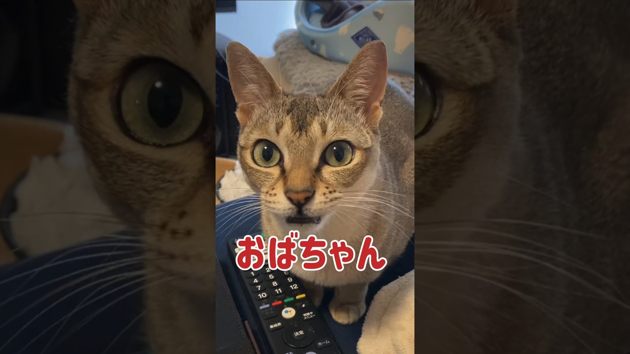 【猫動画】これが猫の本当の気持ちだったら悲しいな。#猫 #シンガプーラ #shorts