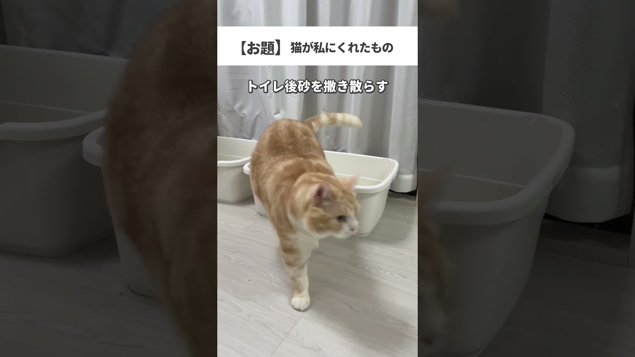 #cat #猫 #猫動画 #ねこの日常 #猫好きさんと繋がりたい #ねこの動画 #ねこ #猫あるある #ねこのいるくらし #替え歌