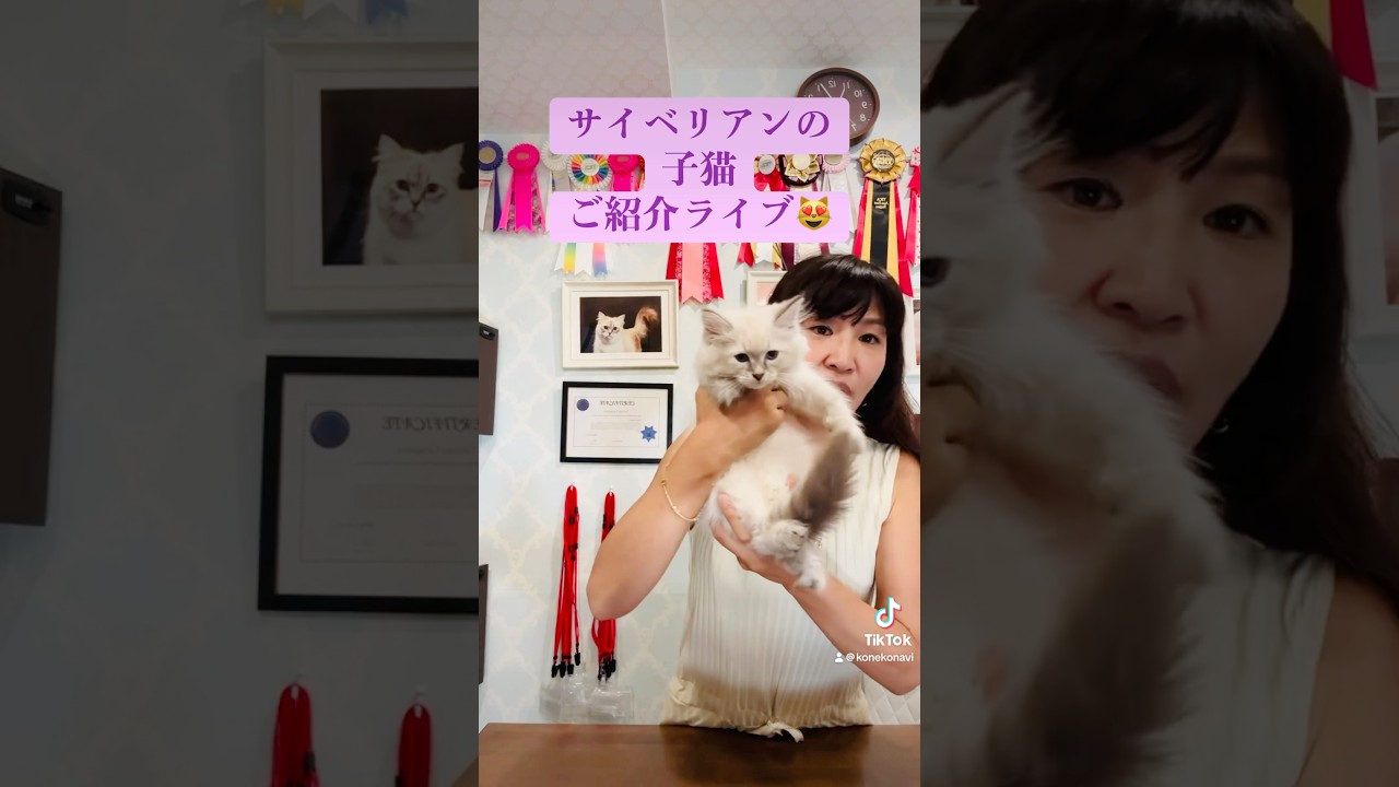 9/28 土曜日　11:00〜#サイベリアン の#子猫ご紹介ライブを配信しました！本日デビュー😻美人姉妹のジュリアーナちゃんとジョゼフィーヌちゃん初登場❣️#ペットショップ